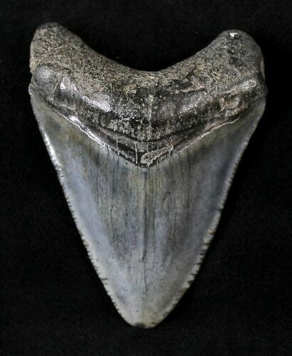 Juvenile Megalodon Tooth #20769